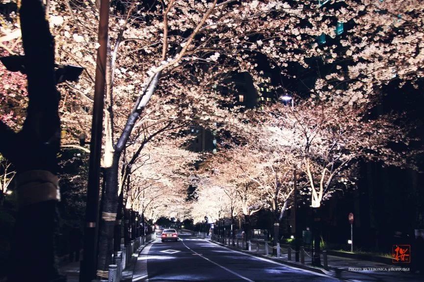 2019日本樱花季首次预测!大众冷门赏樱地重磅
