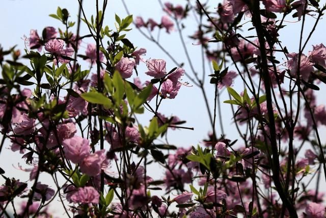 白山户外群关门砬子观映山红休闲一日游