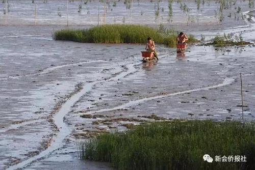 江门的这种鱼，被誉为“鱼类中的天才”！盛夏吃它正当时~丨寻味