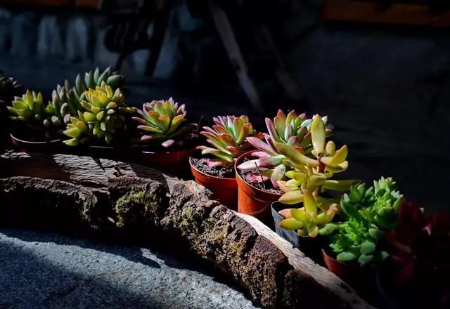 中国最美的尼姑庵，不烧香只种花，韩红也慕名而来！