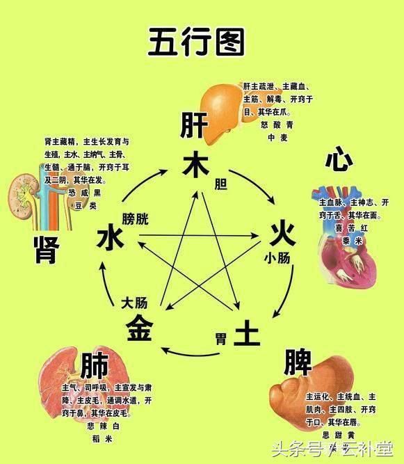 中医五脏六腑用药规律