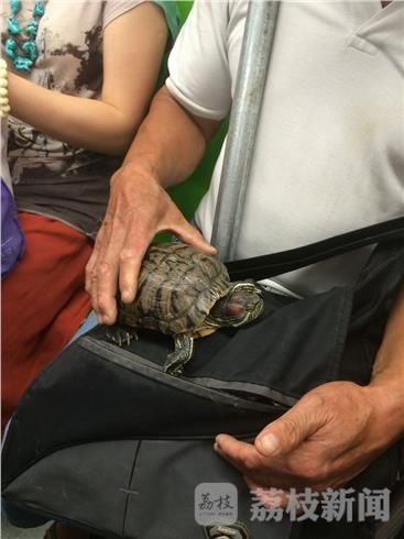 地铁安检 变严 大包小包都要过检 乌龟竟通过安