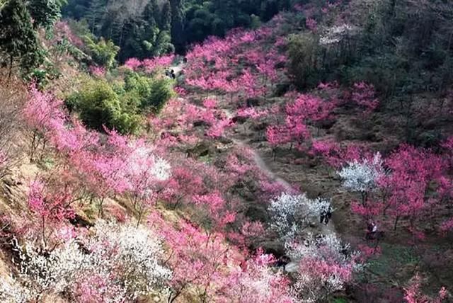 最快1h！成都郊区7大赏花好去处，养眼还免费！