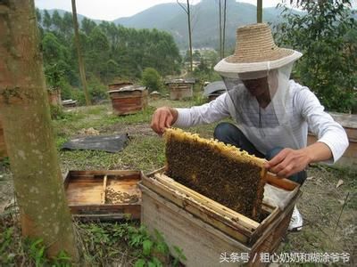2018年农村创业好项目,养蜜蜂200箱,一年收入