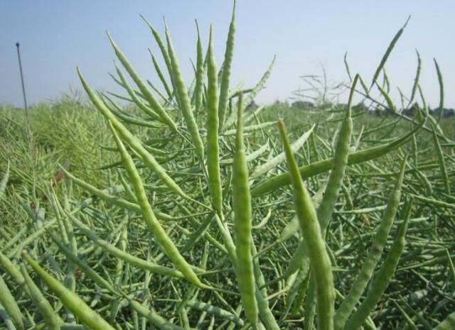 这个三月油菜花开 每日粮油带你讲解镜头捕捉不到的菜籽大产业