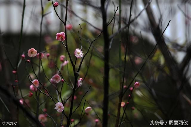 紫气东来，3大生肖运势红的发紫，未来3年生活大红大紫！