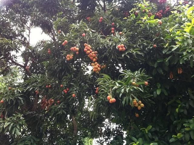 泰国那些令人榴莲往返的热带水果, 你吃过哪些