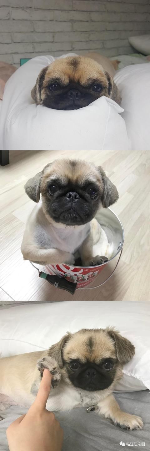 考眼力!这是什么狗?!京巴八哥傻傻分不清