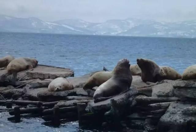 勘察加,释放最原始的野性和激情!