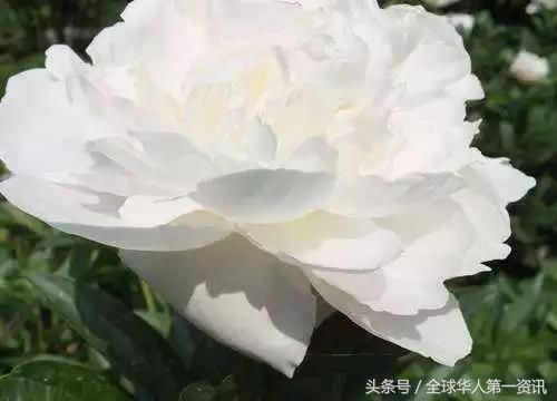 雍容华贵国色天香--记菏泽第27届牡丹文化旅游节