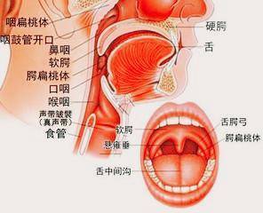 小儿化脓性扁桃体炎的治疗与护理
