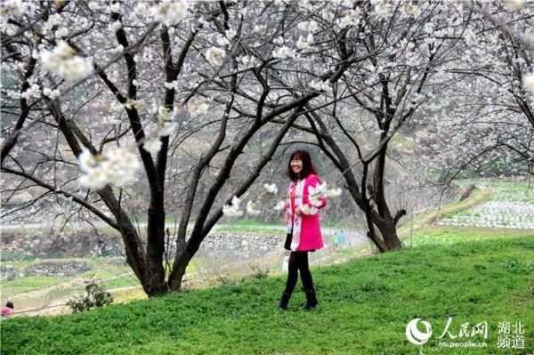 湖北十堰:樱桃花开早 风景美如画