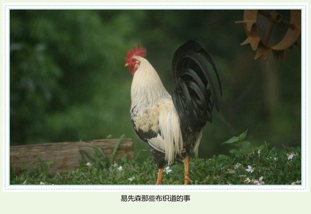 五类属鸡人的财运和猴之人一样,财聚腰间缠万贯,功成名就万里传