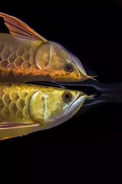 也购入了专业的摄影器材在鱼房、渔场苦练摄影技术 水族资讯 南昌水族馆第2张 也购入了专业的摄影器材在鱼房、渔场苦练摄影技术 水族资讯 南昌水族馆第2张