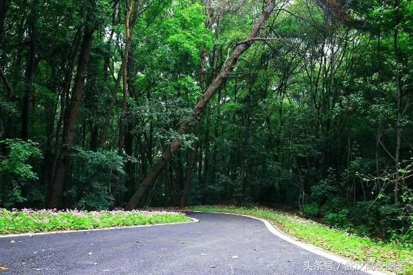 武汉30个春游免费景点大集合!踏青、骑行、拍照来这里就对了!