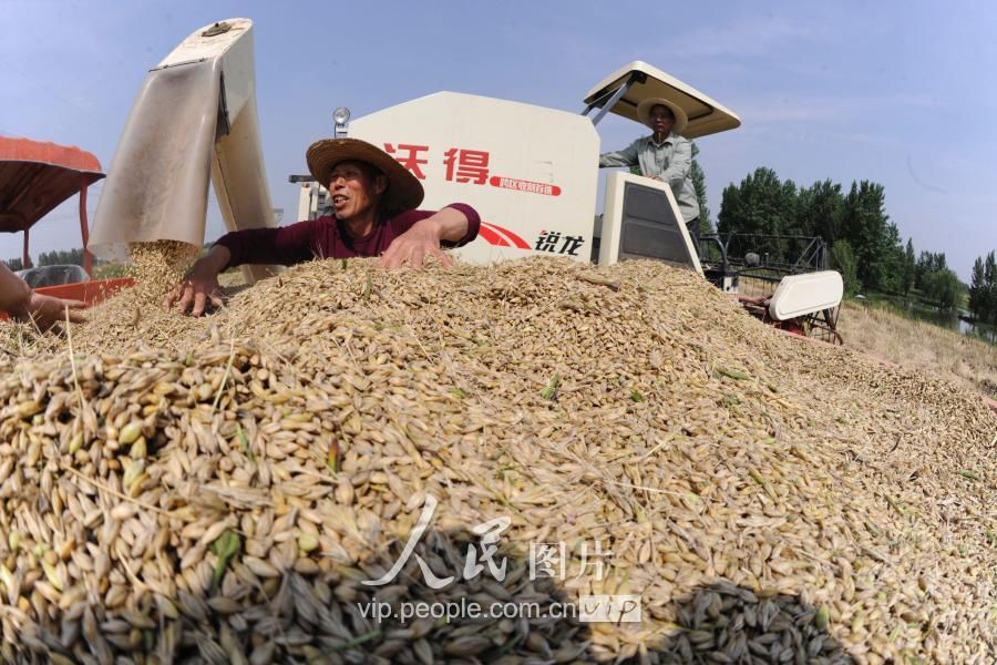 湖北襄阳:夏收开镰