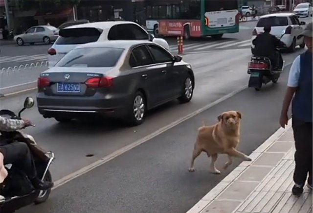 金毛陪主人遛弯儿,遇到发传单的网红熊,狗子的举动亮了…… bwin国际平台网址