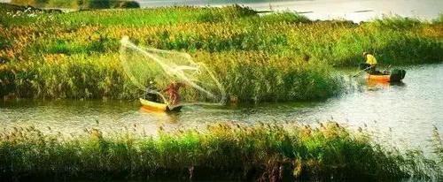 江门的这种鱼，被誉为“鱼类中的天才”！盛夏吃它正当时~丨寻味