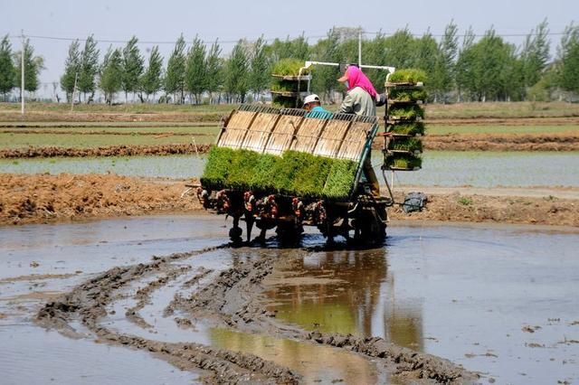 有机肥和化肥有什么不同？国家为什么提倡有机肥？