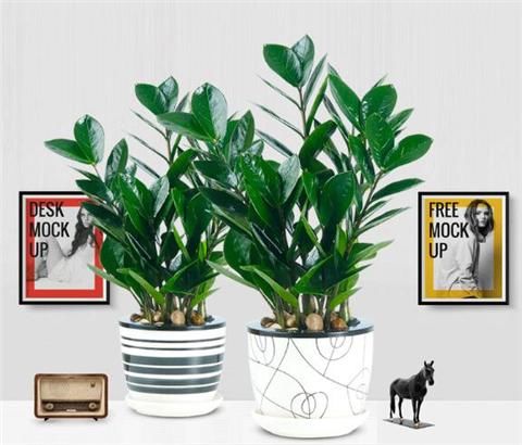 金钱树的浇水技巧,叶子肥厚绿油油!