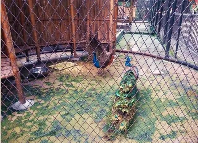 深圳最适合带宝宝去玩的9个地方,一家老小统统