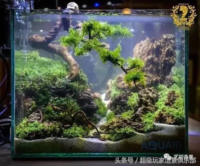 草缸造景图