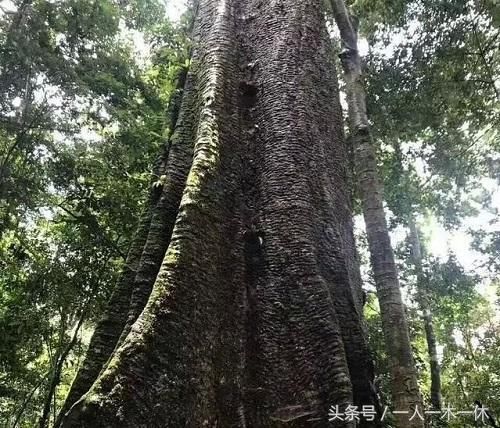 35岁台州女商投资原木大赚，连云港富豪嫉妒，舍弃楼盘去非洲