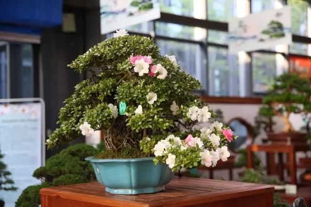 135件！绝美的盆景盛宴等你来！