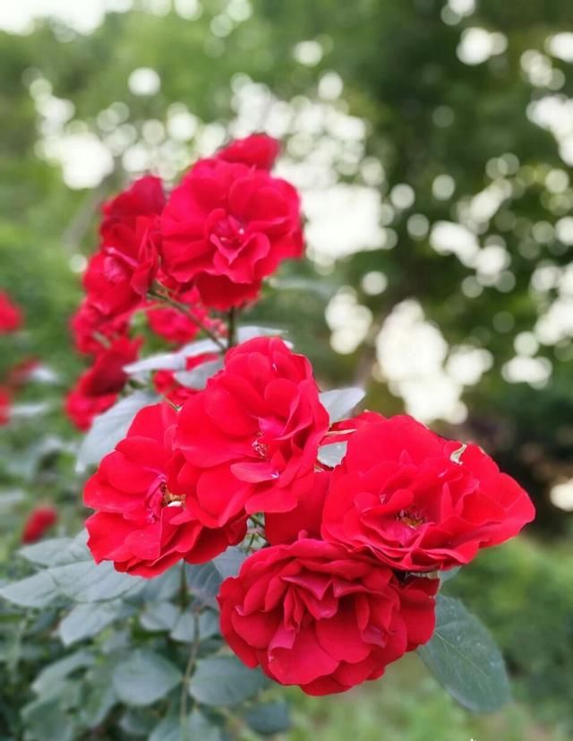 雨后开出最新的花儿，从初春一直开到秋末，花期无限花开不败