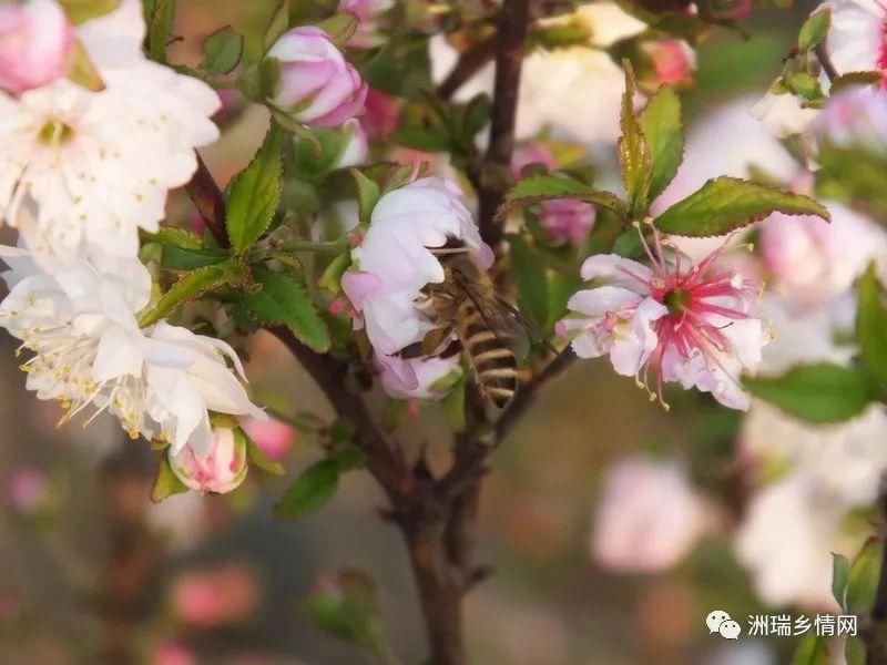 赤水广场边的梅花盛开了