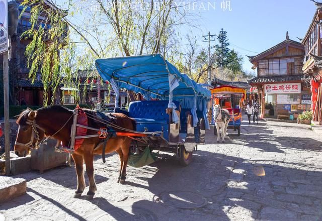 丽江的马为什么没人骑了?50元、40元便可骑着游一圈