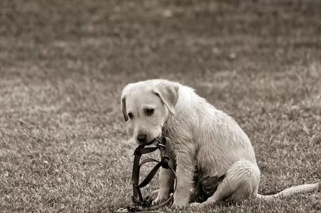 狗年是Dog Year？我属狗是I'm a dog?来看看正确的说法吧！