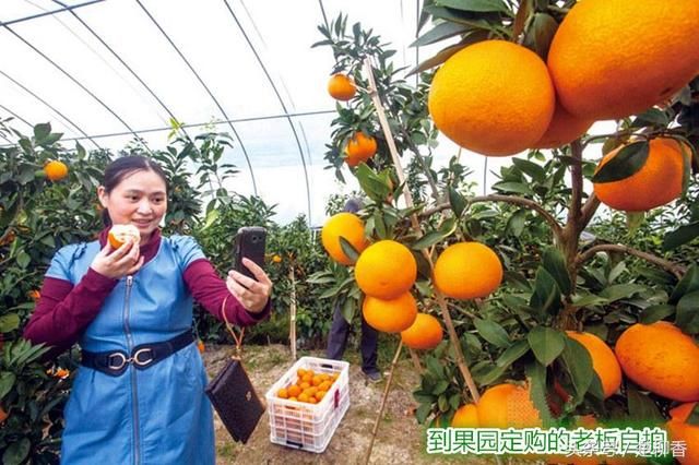 门外汉种出60元\/公斤的土豪橘,亩产值高达20