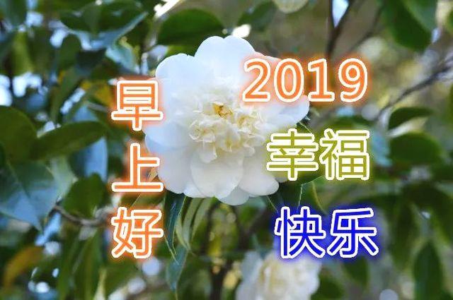新的一年早上好祝福语 2019早上好图片表情图