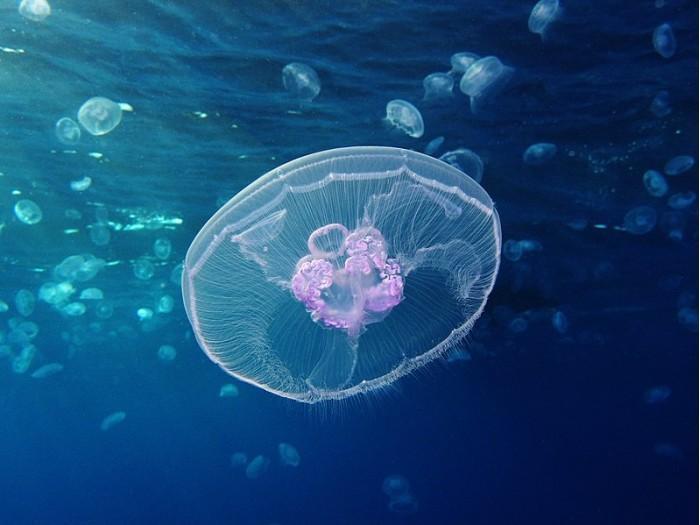 《海王》里撑起半边天的海洋生物 现实中也很厉害