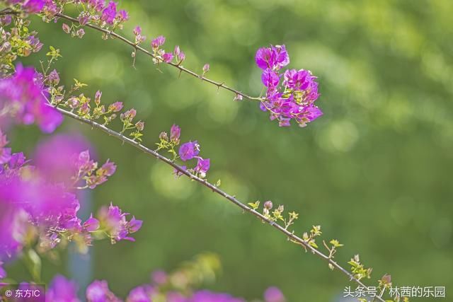 面朝大海春暖花开，这80句歌咏百花的唯美诗词名句，你知道多少？