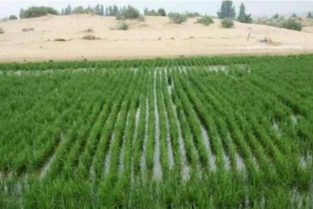 沙漠种水稻亩产千斤的不止袁隆平!中国人太长脸!外国专家都服了