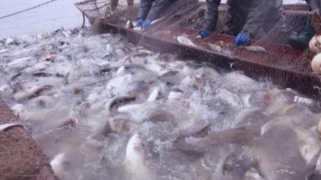 开江鱼，大煎饼，山野菜……松花湖畔美味多