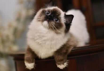 猫瘟会传染给人吗?养猫必看!_【快资讯】