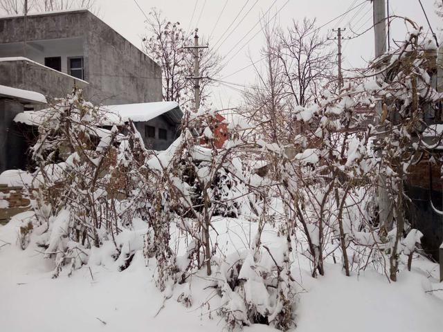 下雪了,下雪了,最美还是农村的雪景