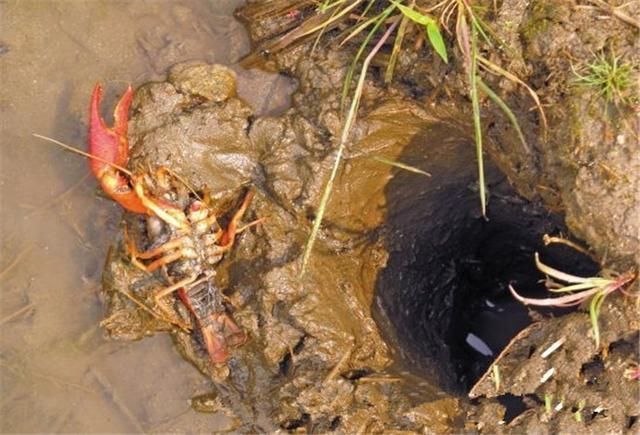 贵州谷陇镇,今年龙虾繁殖泛滥,破坏庄稼,有什么