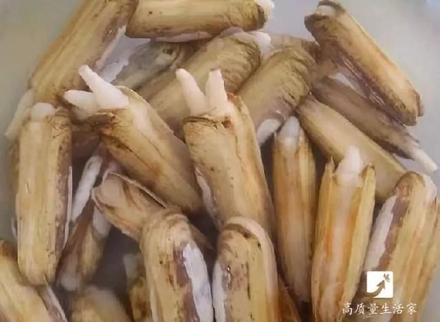 2分钟让蛤蜊蛏子速度把沙土吐干净,赶紧学起来!