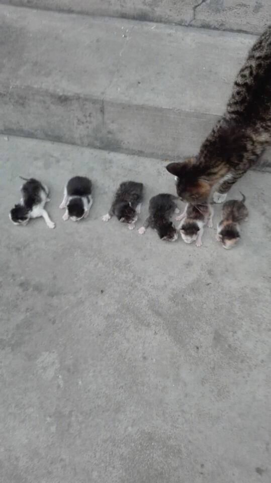 虎斑猫生完娃后,橘猫呆坐原地,妹子:体会被绿后