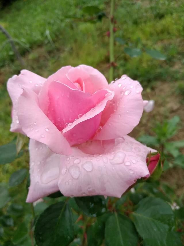 雨后开出最新的花儿，从初春一直开到秋末，花期无限花开不败