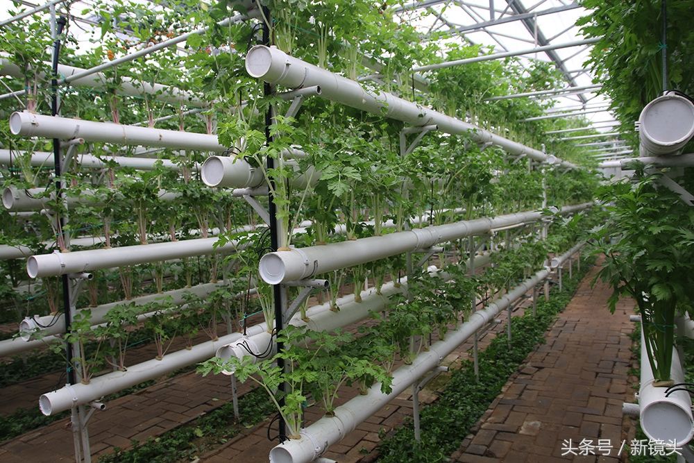 空中种牛蒡、管道里栽蔬菜，这样的菜蔬种植方法你见过吗