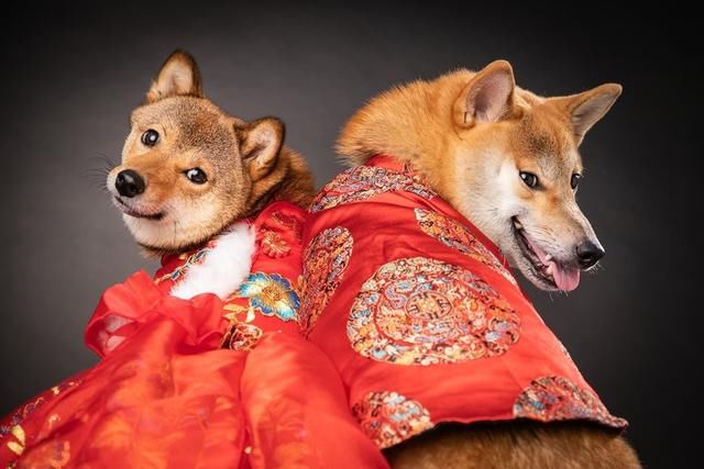 柴犬情侣终成眷侣,结婚照甜死大量网友,每天视频通话维系感情 mg娱乐电子网站