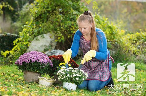 金丝皇菊泡水喝的功效