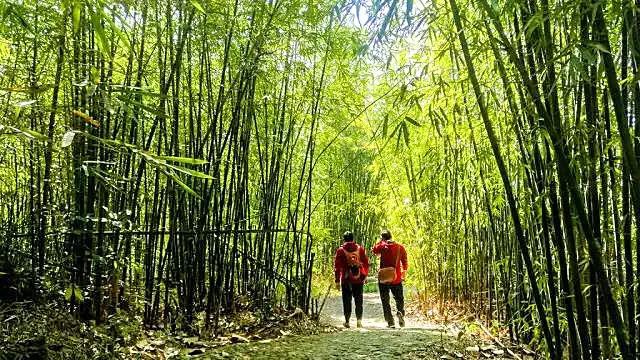 清明小长假去哪玩？惠州美丽乡村欢迎您，超级适合去踏青！