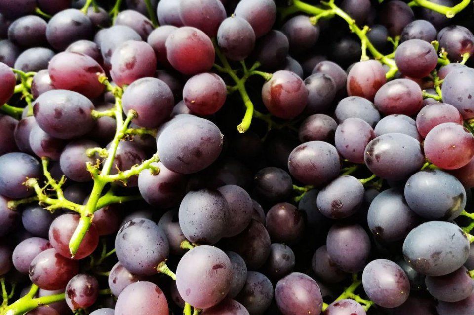 离核桃10元3斤 鲜枣一盒3斤100元 水果店水果