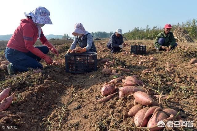 小麦收割后除了植玉米，还可以种植什么可提高农民效益?